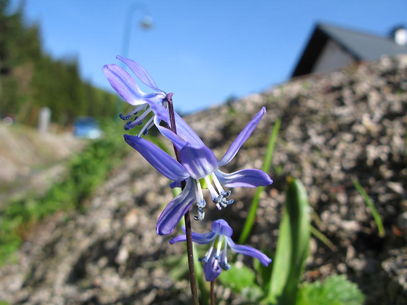 bichleralpe